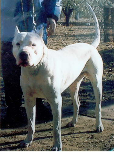 Dogo Argentino