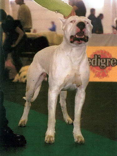 Dogo Argentino