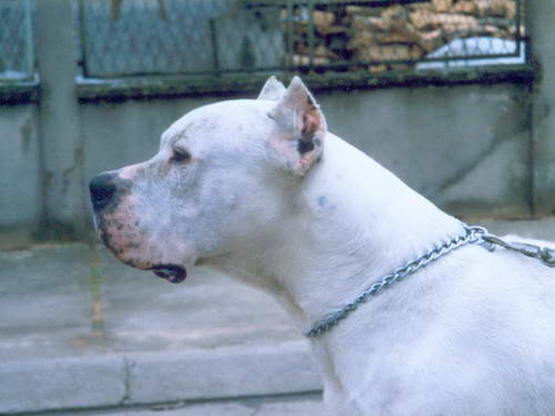 Dogo Argentino