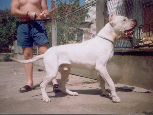 Dogo Argentino
