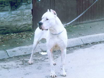 Dogo Argentino