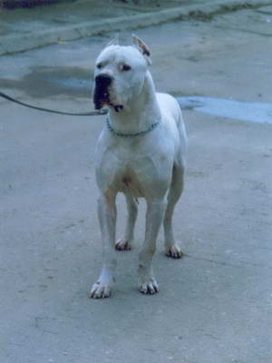 Dogo Argentino