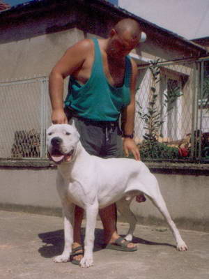 Dogo Argentino
