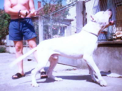 Dogo Argentino