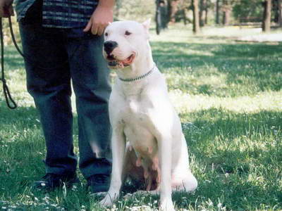 Dogo Argentino