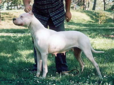 Dogo Argentino