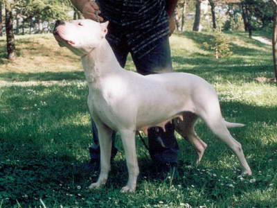 Dogo Argentino