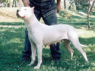 Dogo Argentino
