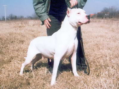 Dogo Argentino