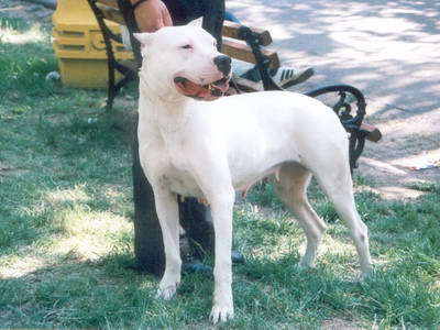 Dogo Argentino
