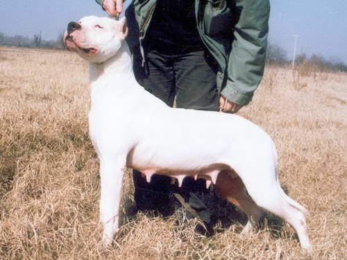 Dogo Argentino