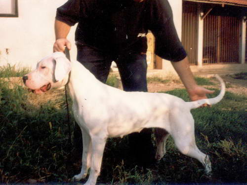 Dogo Argentino