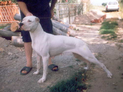 Dogo Argentino