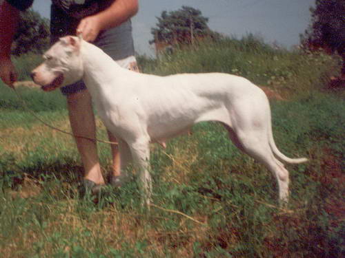 Dogo Argentino