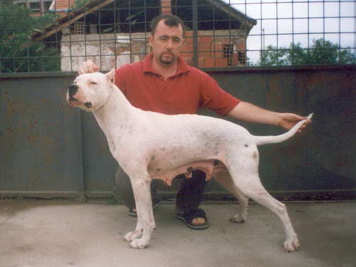 Dogo Argentino
