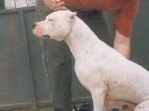 Dogo Argentino