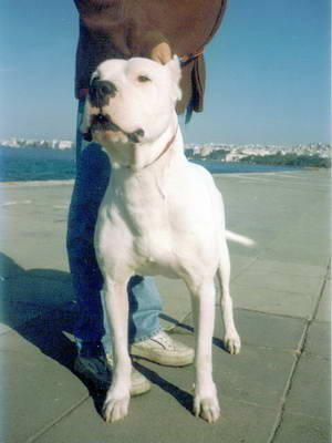 Dogo Argentino
