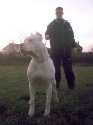 Dogo Argentino