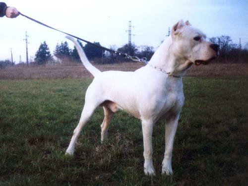 Dogo Argentino