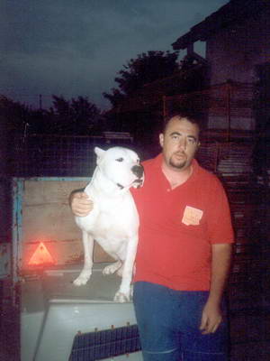 Dogo Argentino