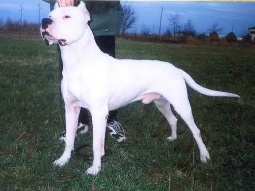 Dogo Argentino