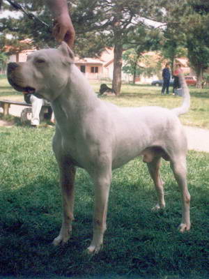 Dogo Argentino