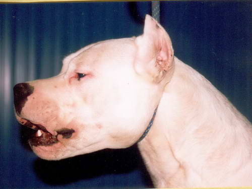Dogo Argentino