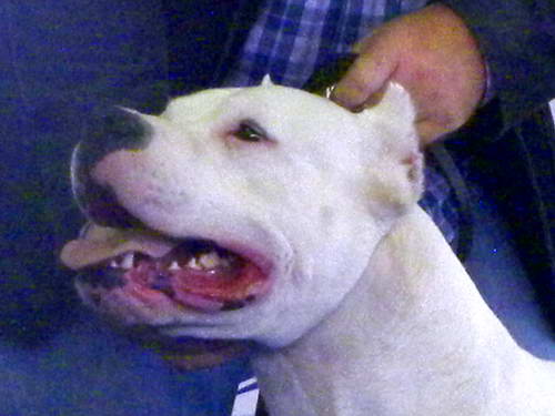 Dogo Argentino