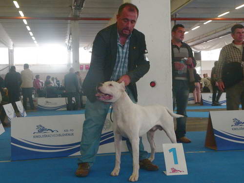 Dogo Argentino