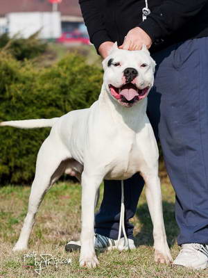Dogo Argentino
