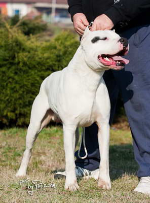 Dogo Argentino