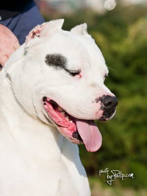 Dogo Argentino