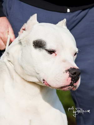 Dogo Argentino