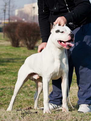Dogo Argentino