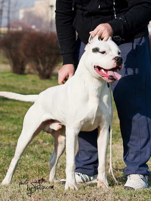 Dogo Argentino