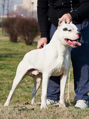 Dogo Argentino