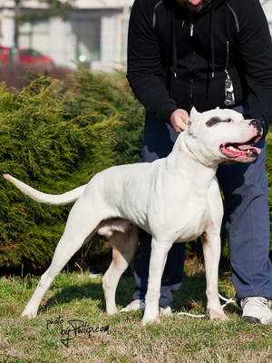 Dogo Argentino