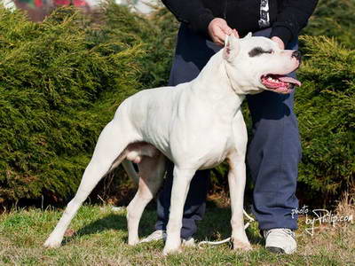 Dogo Argentino