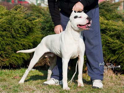 Dogo Argentino