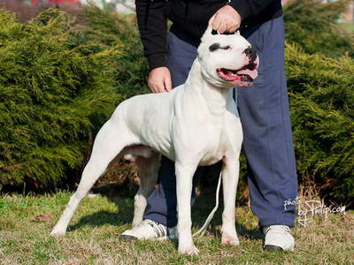 Dogo Argentino
