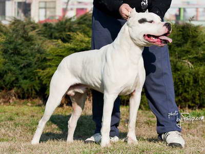 Dogo Argentino