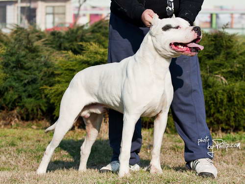 Dogo Argentino