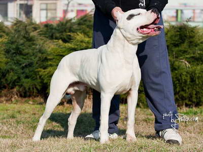 Dogo Argentino
