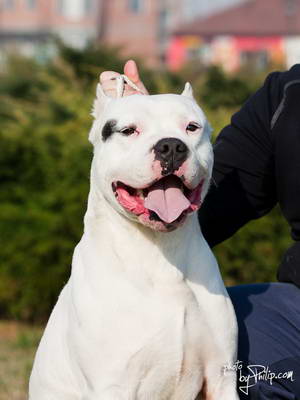 Dogo Argentino