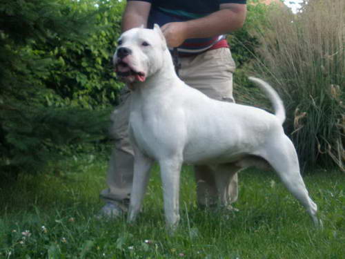 Dogo Argentino