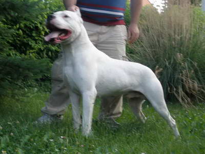 Dogo Argentino