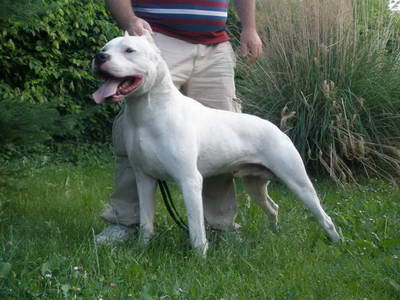 Dogo Argentino