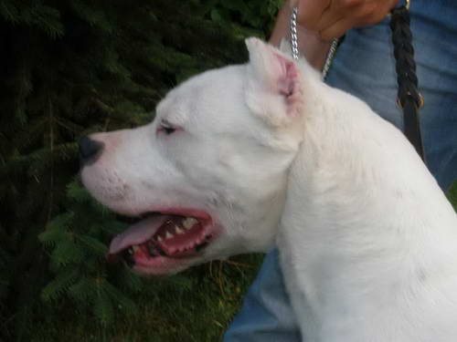 Dogo Argentino
