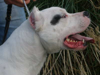 Dogo Argentino