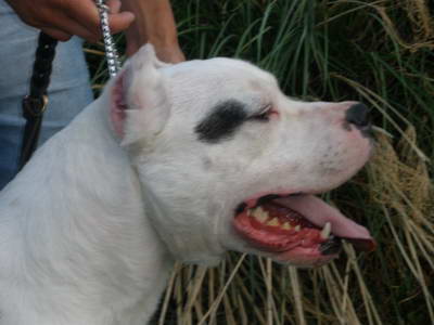 Dogo Argentino